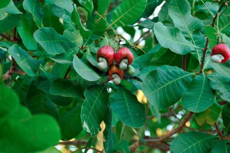 Cashew frukt