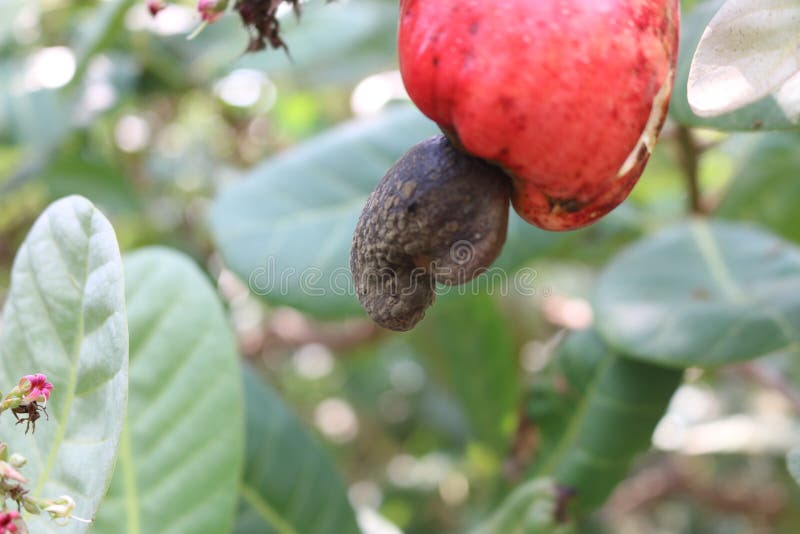Cashew Fruit with Disease Damage the Nut Stock Photo Image of effect
