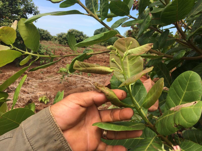 Cashew Fruit with Disease Damage the Nut Stock Photo Image of effect