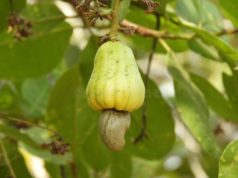 Cashew fruit growing stock image. Image of growing, food 112250785