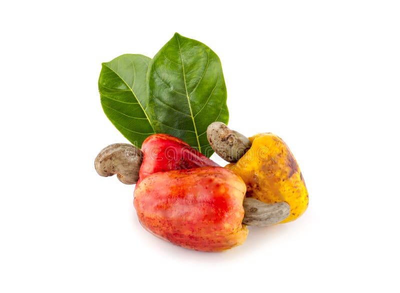 Cashew Fruit Isolated on White Background. Stock Photo Image of