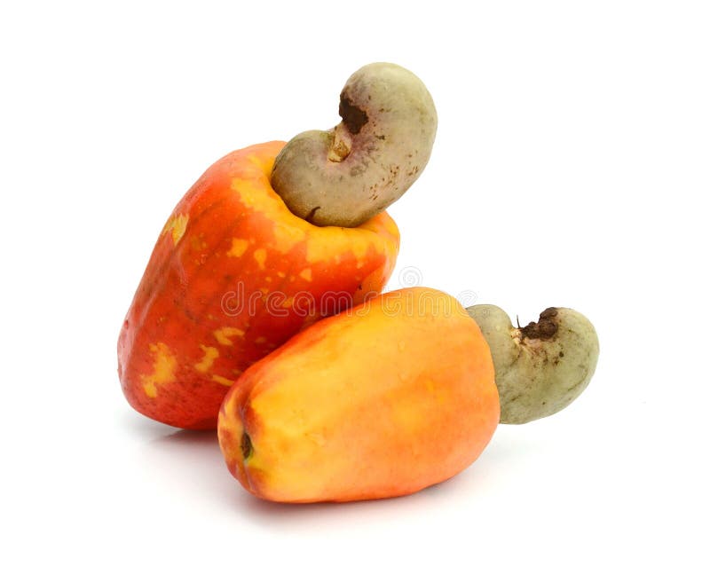 Cashew fruit stock image. Image of tasty, aging, sucrose 91552601