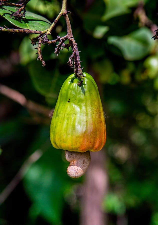 Cashew Fruit with Nut on a Tree. Stock Photo Image of dessert, sweet