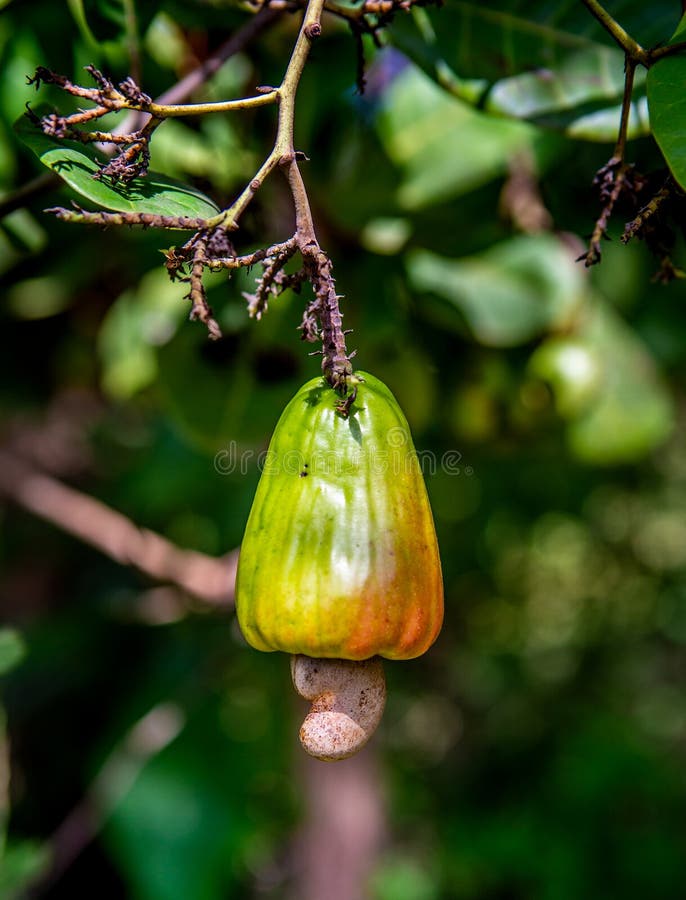 Cashew Fruit with Nut on a Tree. Stock Photo Image of dessert, sweet
