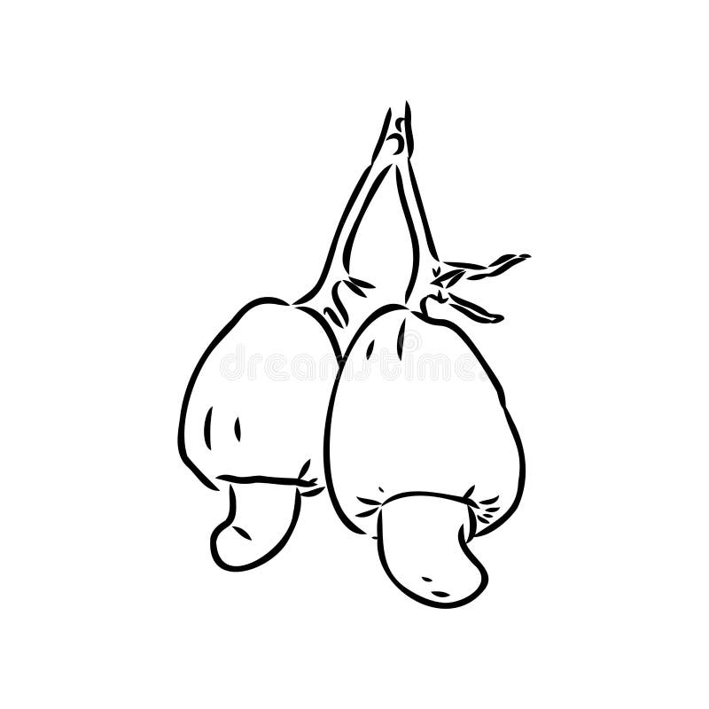 Cashew Nut Walnut. Cashew Hand Drawing Vector Illustration Stock Vector