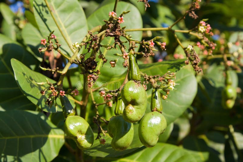 Cashew Nuts Growing On A Tree. Stock Photo Image of cooking, large