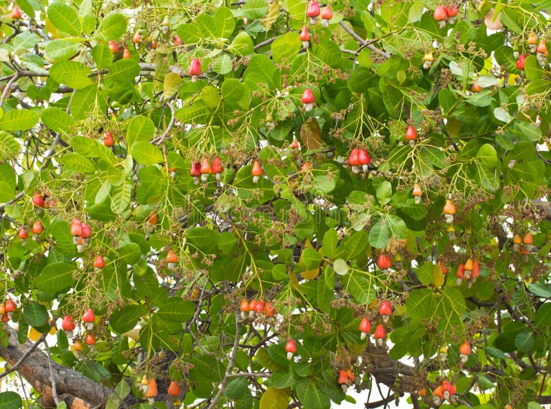 Cashew Nuts Growing on a Tree Stock Photo Image of leaf, cashew 39664804