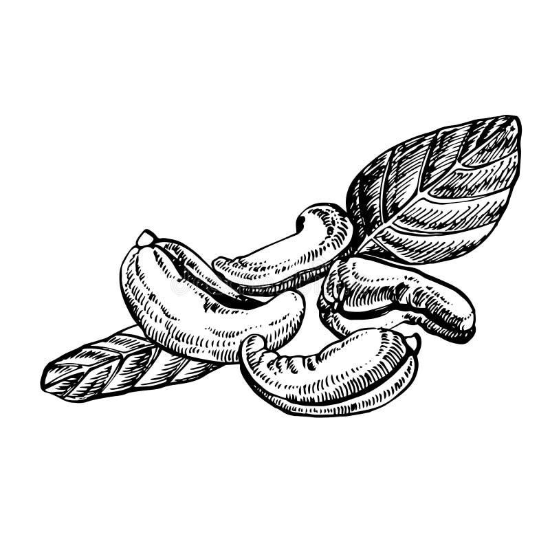 Cashew Nuts Sketch Illustrations.Hand Drawn Illustrations Isolated on