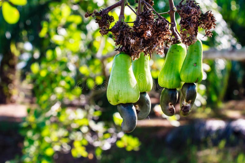 cashew nut trees cashew nut trees