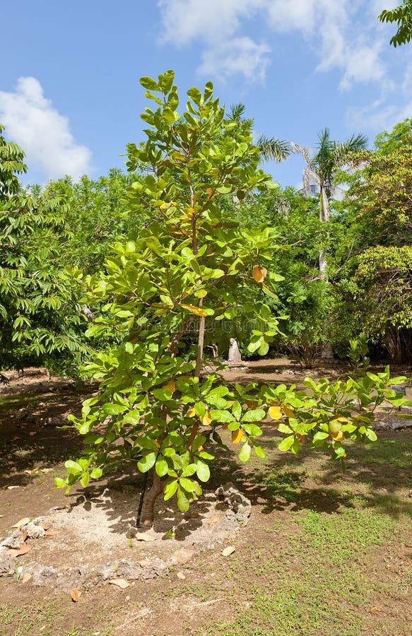 cashew trees for sale in california cashew trees for sale in california