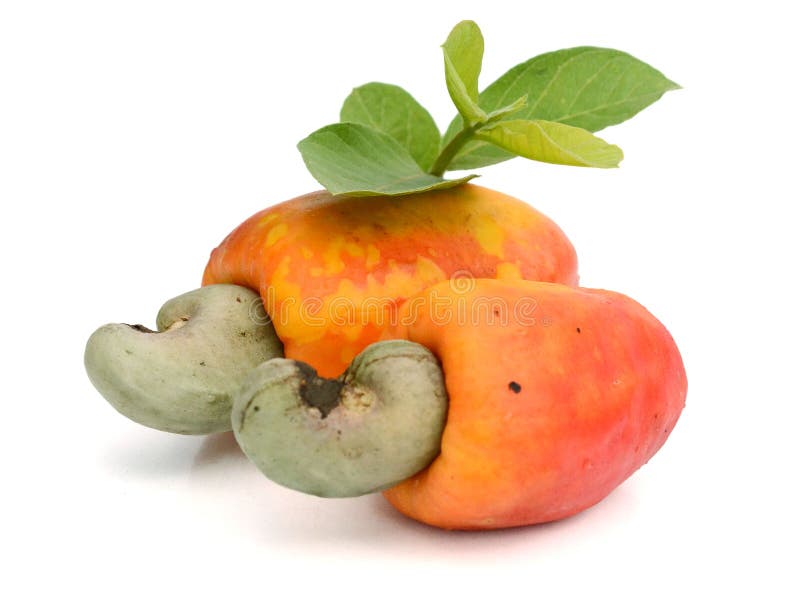 Cashews or Caju Fruit stock image. Image of people, closeup 91922029