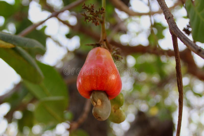 Cashews Red Fruit on the Tree Stock Photo Image of blossom, shrub