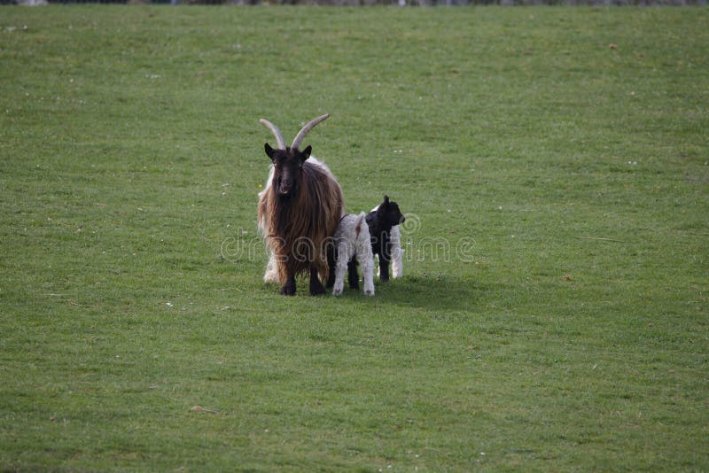 Cashmere goat with three children royalty free stock images Cashmere goat with three children royalty free stock images
