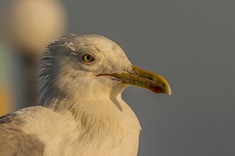 The Caspian Gull Larus Cachinnans is a Large Gull and a Member of the