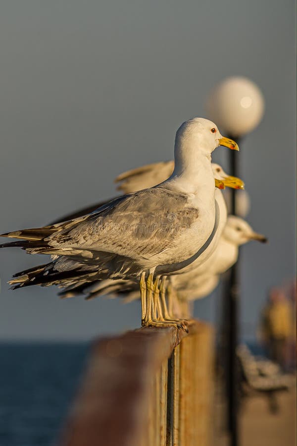 The Caspian Gull Larus Cachinnans is a Large Gull and a Member of the