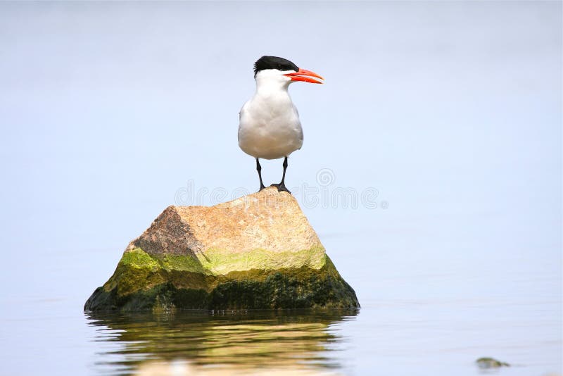 Caspian Tern