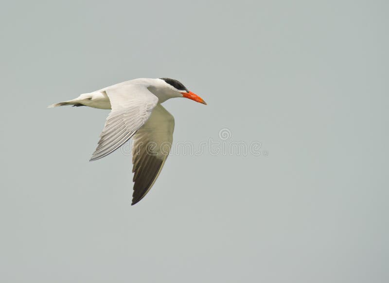 Caspian Tern in flight