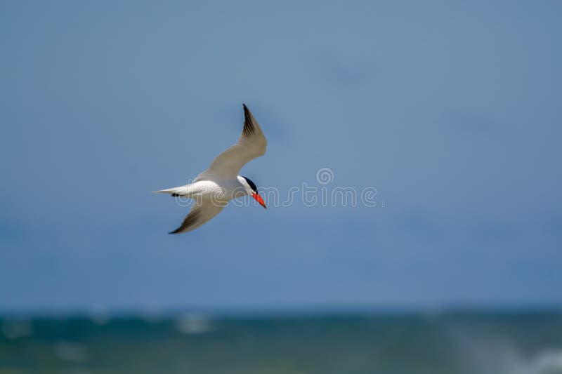 Caspian Tern in Flight stock photo. Image of caspian 202964092