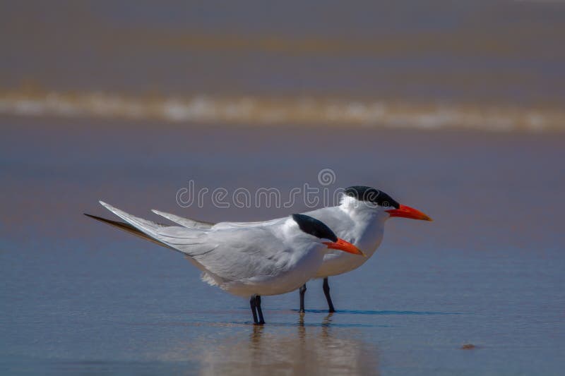 Caspian Tern Flock stock image. Image of seabird, michigan 202964181