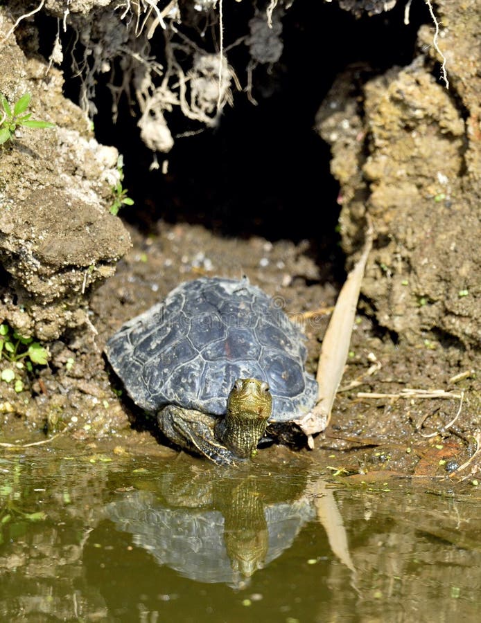 The Caspian turtle. Mauremys caspica