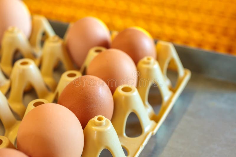 Crate with fresh eggs on top of a conveyor belt inside an organic chicken farm. Crate with fresh eggs on top of a conveyor belt inside an organic chicken farm