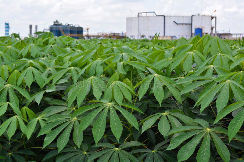 Cassava garden stock image
