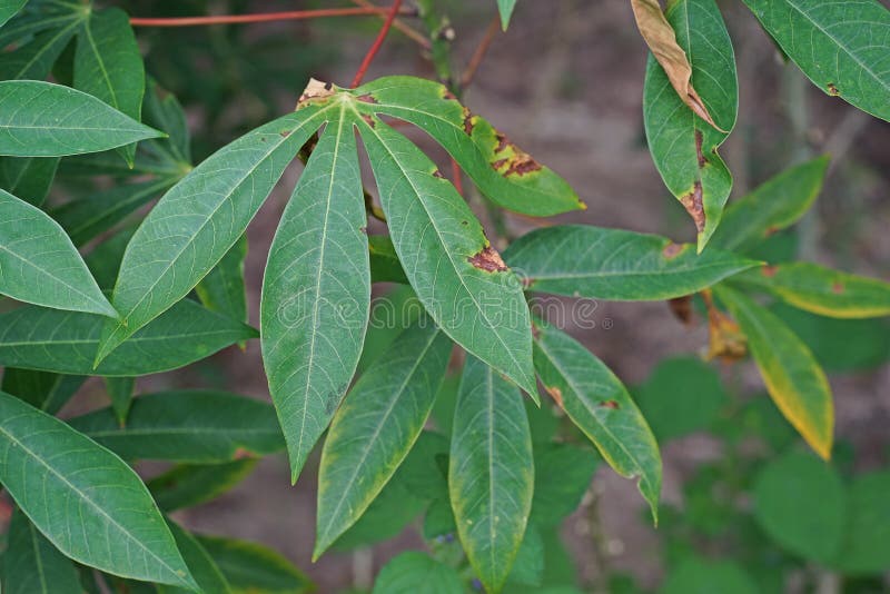 cassava qtl against cassava bacterial blight cassava qtl against cassava bacterial blight