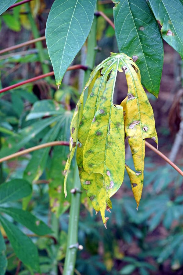 Cassava Leaf Blight Disease, Plant Disease Stock Image Image of