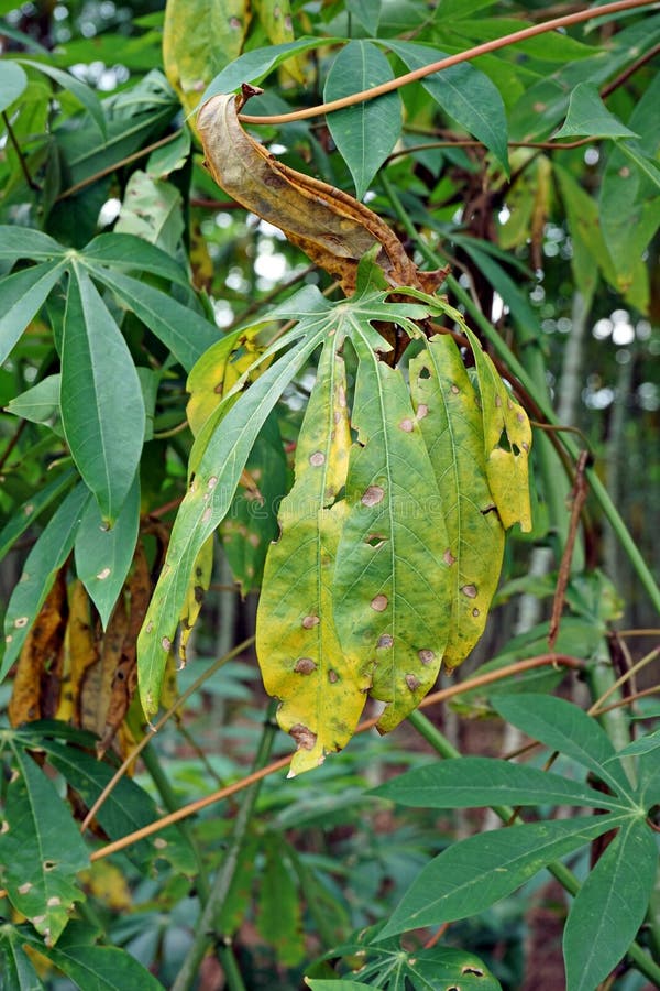 Cassava Leaf Blight Disease, Plant Disease Stock Image Image of
