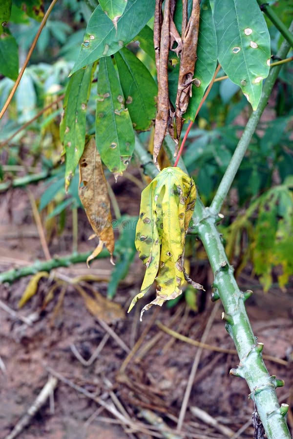 Cassava Leaf Blight Disease, Plant Disease Stock Image Image of