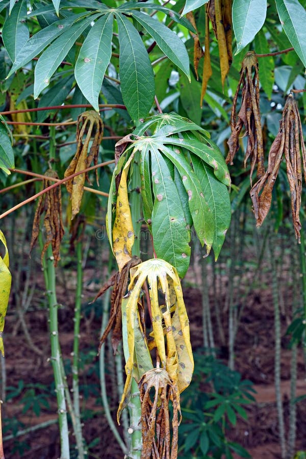 Cassava Leaf Blight Disease, Plant Disease Stock Image Image of