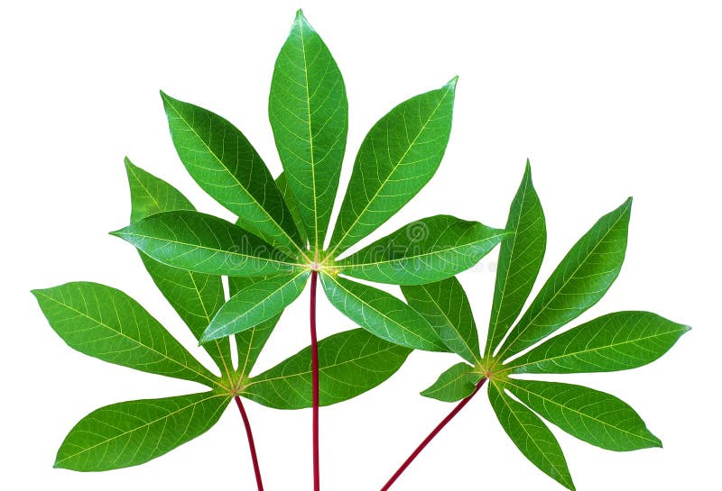 cassava leaf cassava leaf