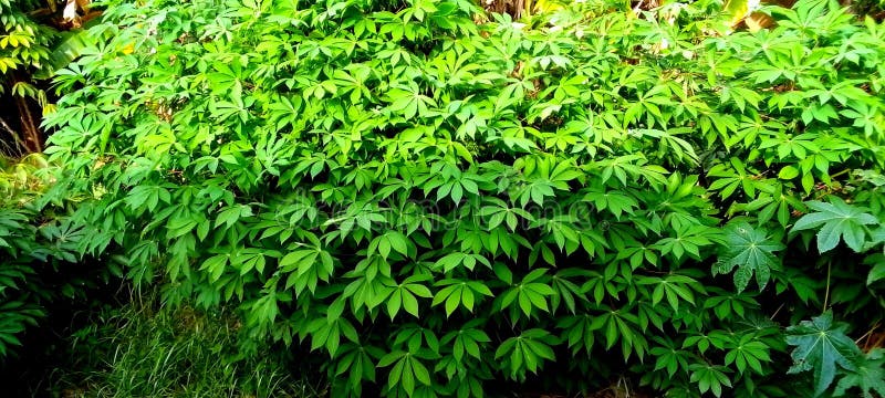 Cassava lub manioc zdjęcie stock