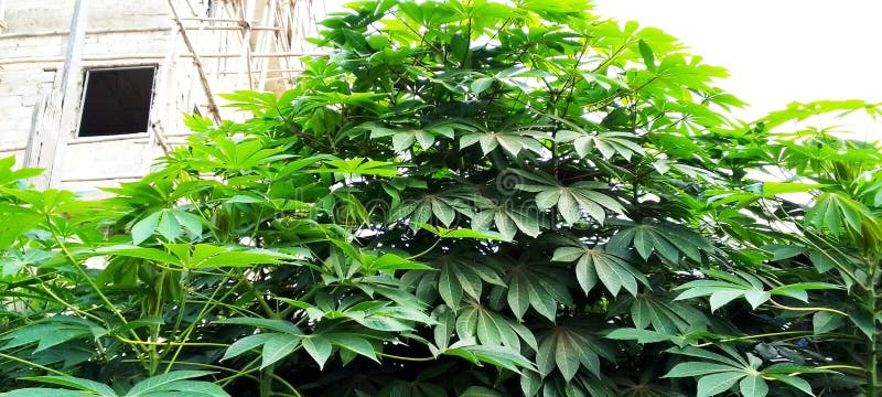 Cassava lub manioc obrazy royalty free