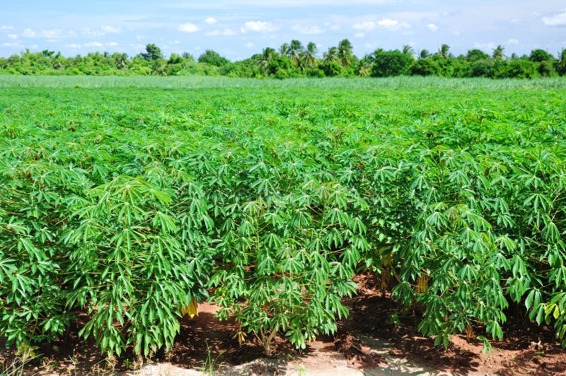 Cassava plant field. stock photo. Image of farm