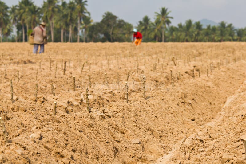 Cassava planting stock photo. Image of ethanol, plantation 24287464