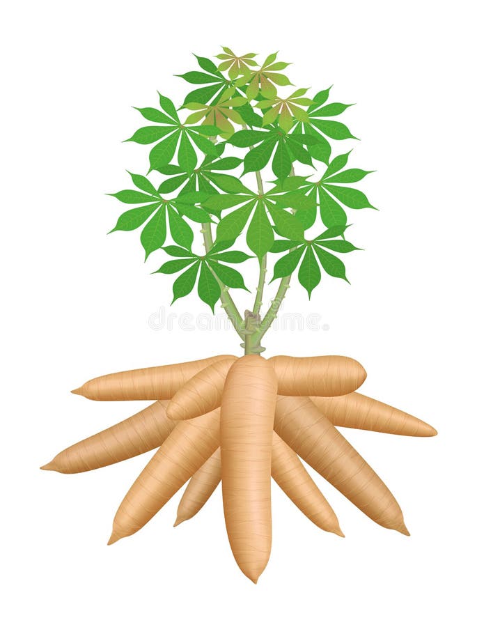 Cassava tree plant, big cassava rhizomes isolated on white background, manioc cassava roots underground plants, cassava plantation