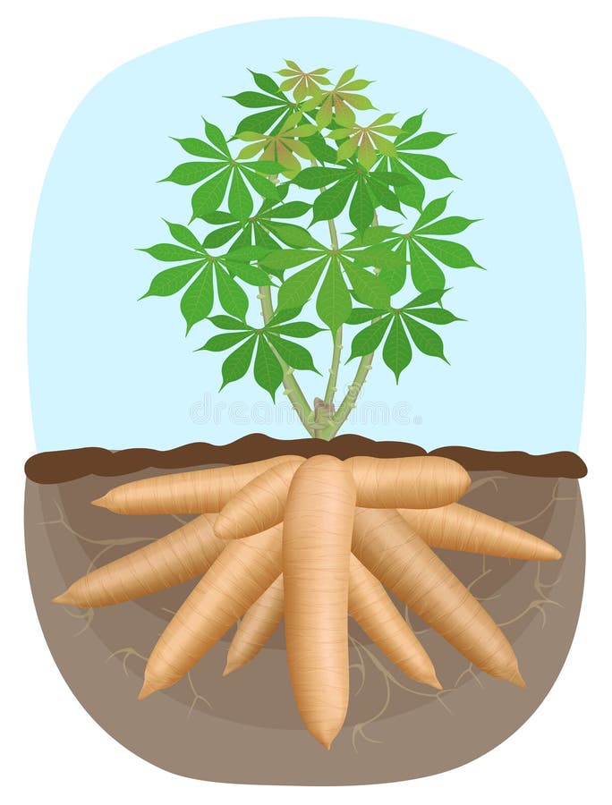 Cassava tree plant, tapioca underground root, cassava rhizomes isolated on white background, manioc cassava roots underground