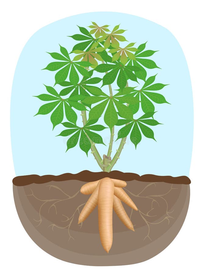 Cassava tree plant, tapioca underground root, cassava rhizomes isolated on white background, manioc cassava roots underground