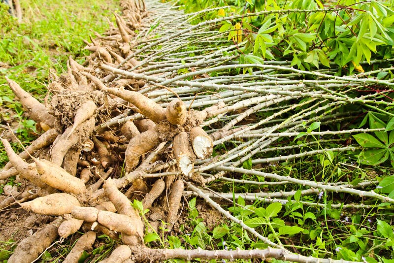 Cassava bulb and cassava tree on ground in farm. Cassava bulb and cassava tree on ground in farm