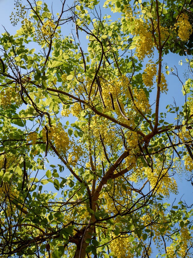 Golden Rain Tree Fruit : Goldenrain Tree | HGTV / The limbs of golden rain tree may break under heavy snow because it has weak wood.