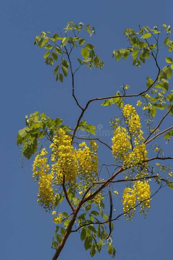 Cassia Fistula; Golden Rain Tree; Canafistula With Fruit ...