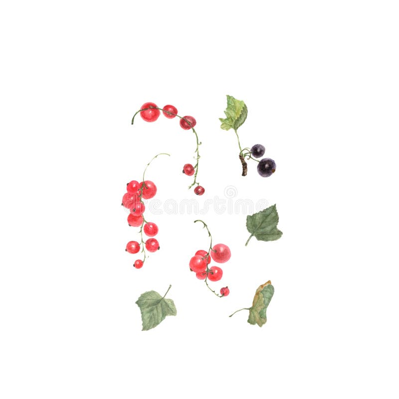 Cassis rouge et Peinture tirée par la main d'aquarelle sur le fond blanc illustration libre de droits Cassis rouge et Peinture tirée par la main d'aquarelle sur le fond blanc illustration libre de droits