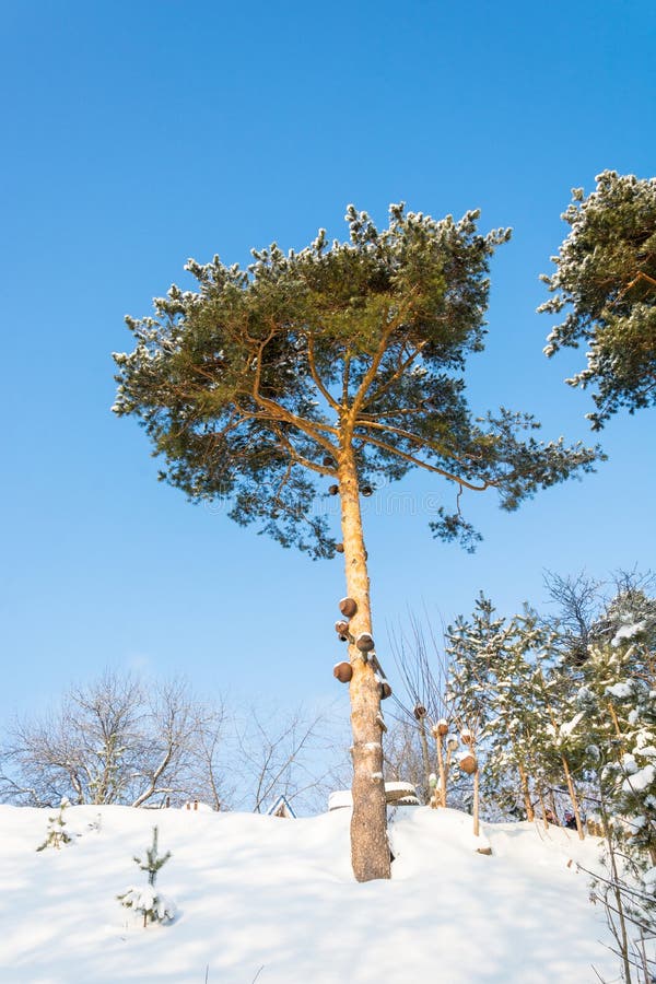 Cast iron pots hung on a pine tree on a clear Sunny day. Traditional big metal pot stock images, royalty-free photos and pictures