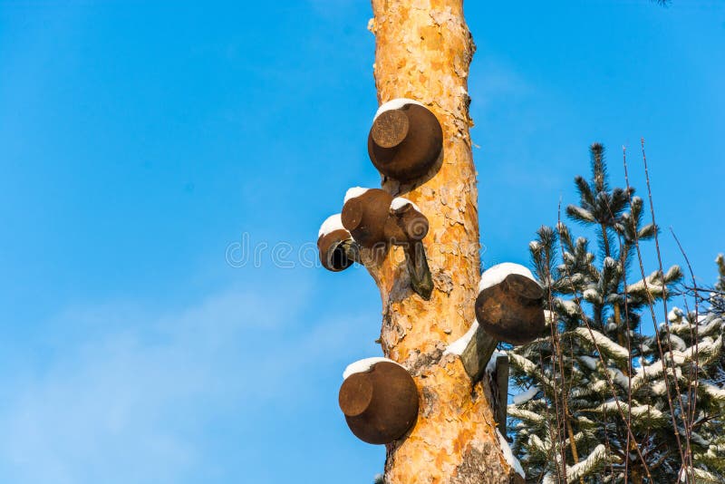 Cast iron pots hung on a pine tree on a clear Sunny day. Traditional big metal pot stock images, royalty-free photos and pictures