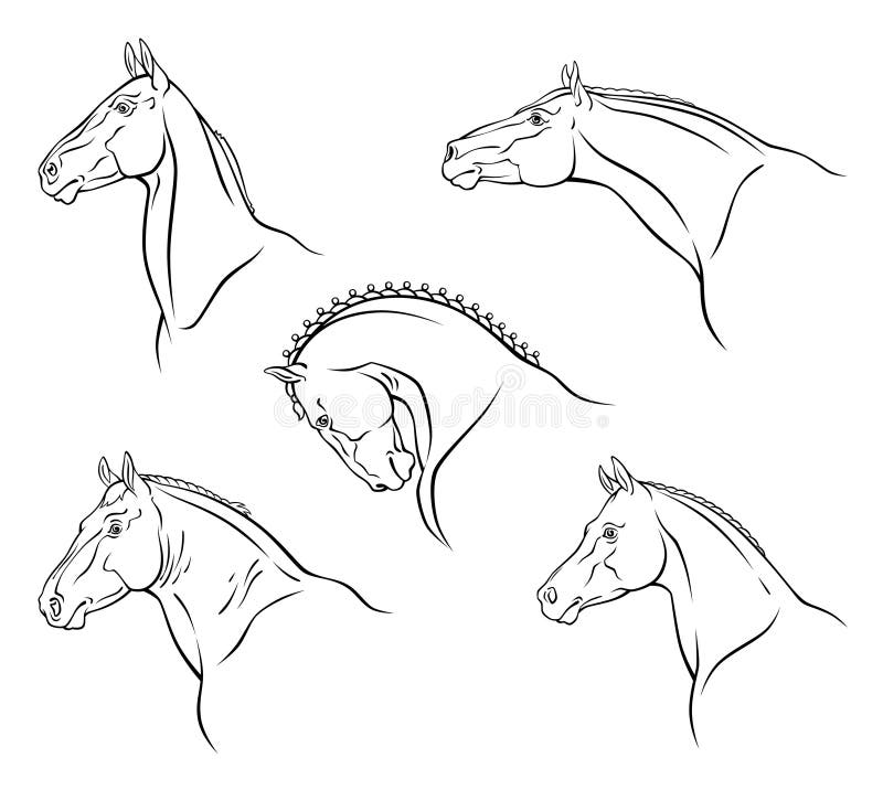 Casta del caballo libre illustration Casta del caballo libre illustration