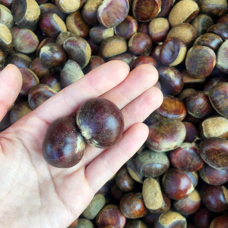 Castagne immagine stock Castagne immagine stock
