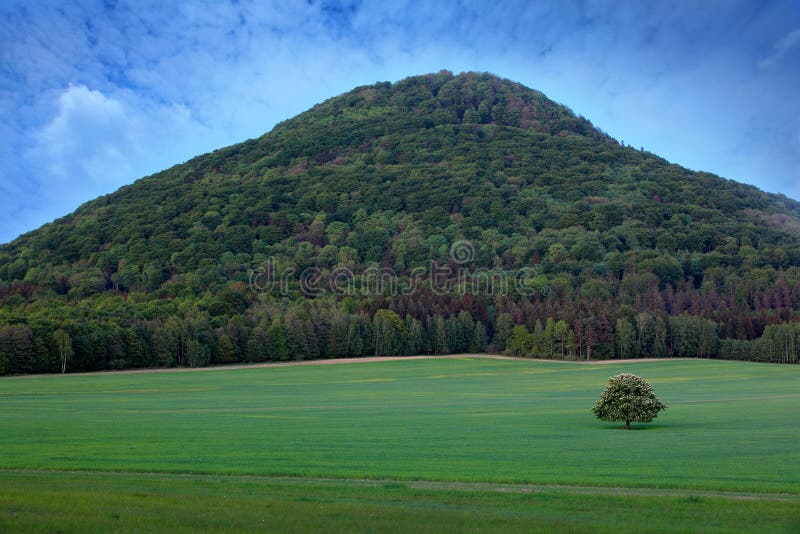 Castagno isolato, con fioritura bianca, sul prato, con la foresta scura nel fondo Paesaggio dalla natura ceca Tempo della corda fotografie stock Castagno isolato, con fioritura bianca, sul prato, con la foresta scura nel fondo Paesaggio dalla natura ceca Tempo della corda fotografie stock
