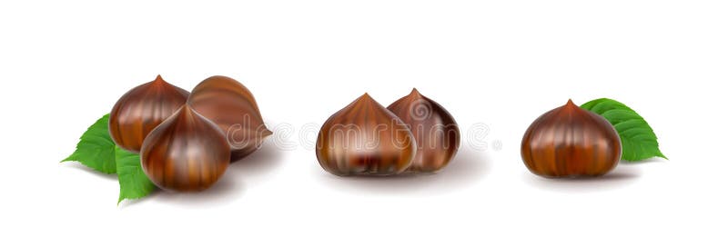 Castane dulci comestibile, toamnă și mâncare de Crăciun vector illustration