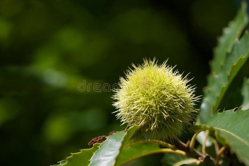 Closeup of green american chestnut. Closeup of green american chestnut